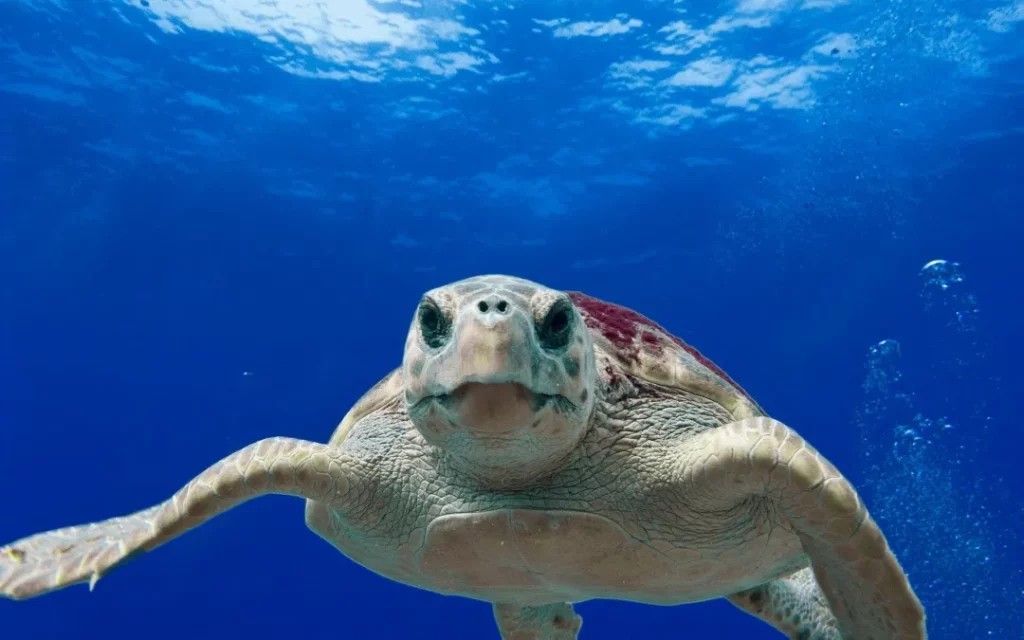 Animal de la région.Caretta caretta