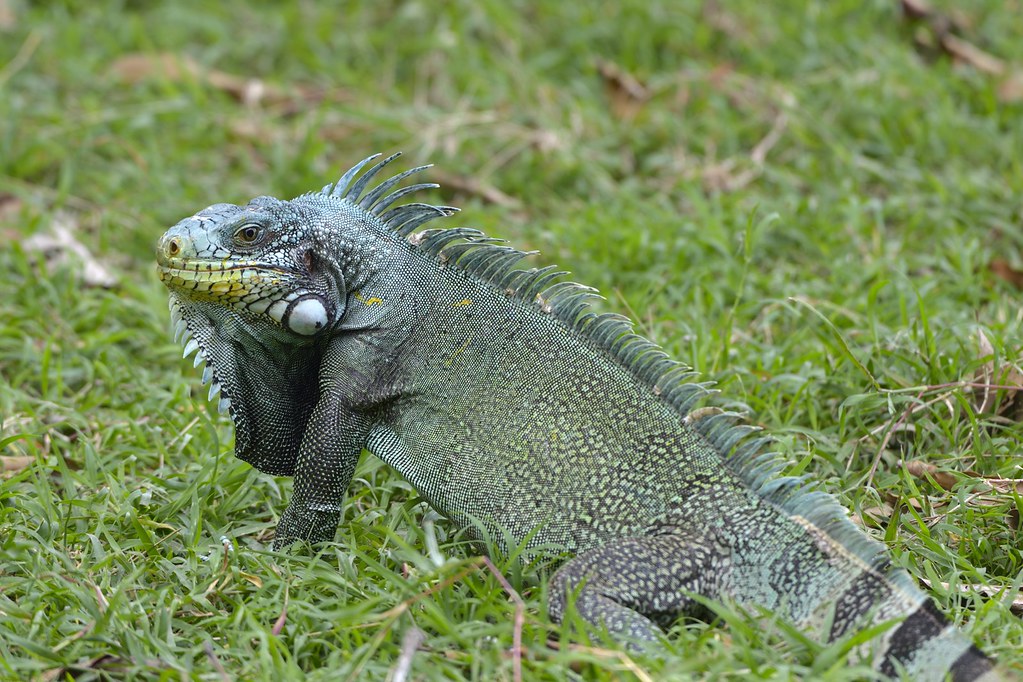 Croisière en Guadeloupe Iguanes