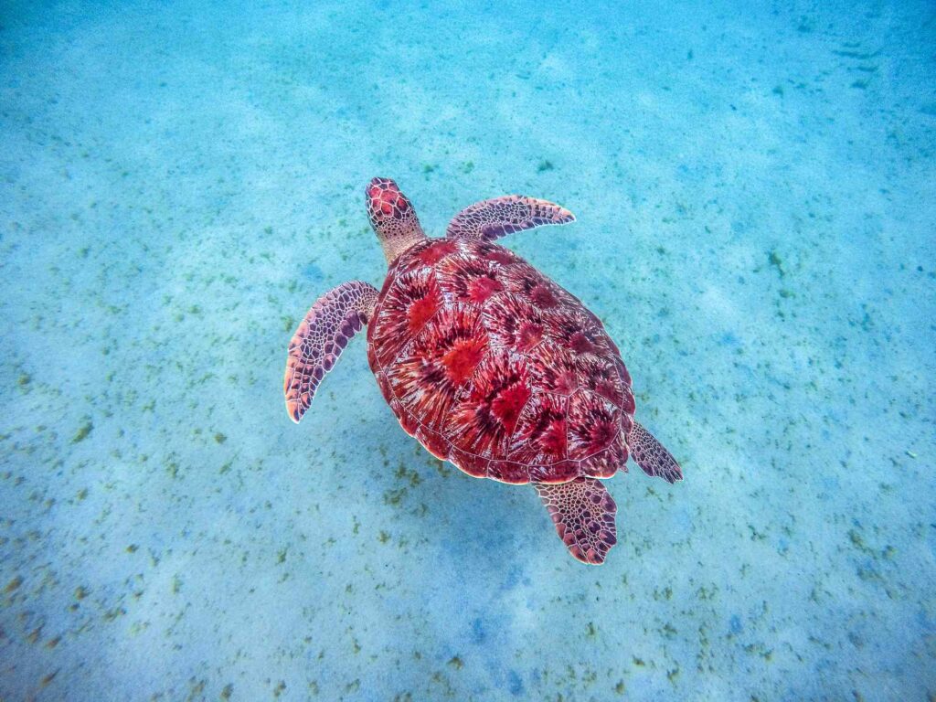 Croisière et plongée tortue de mer
