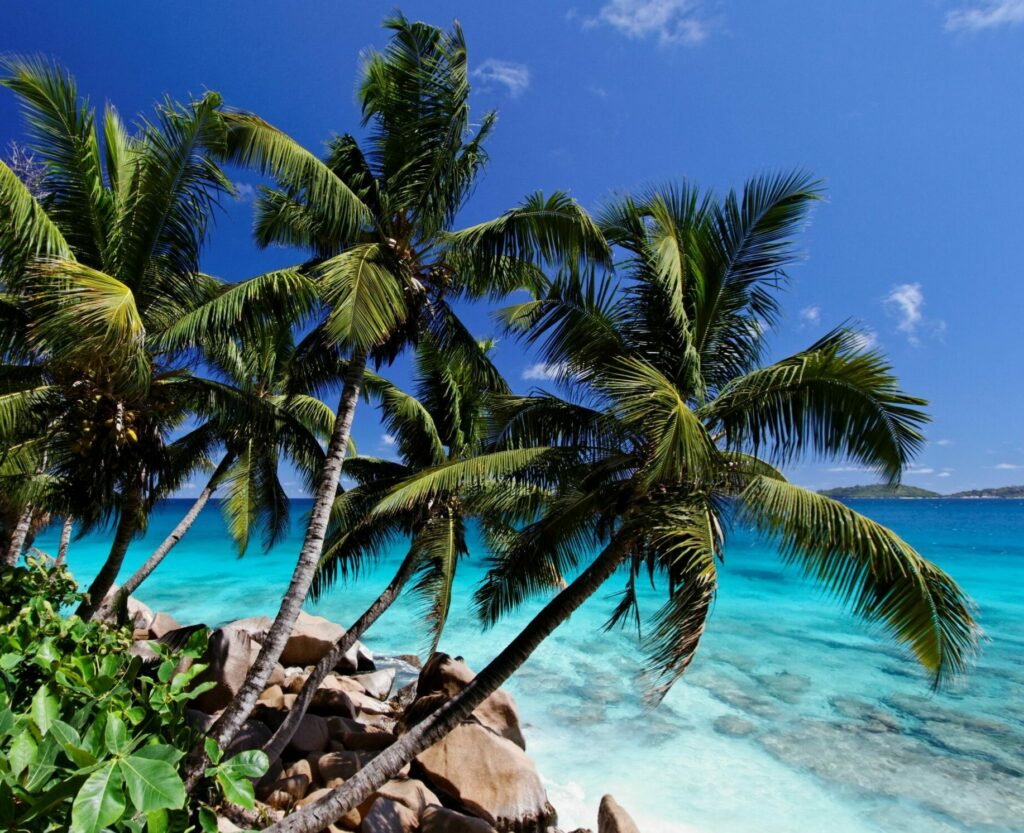 Cocotiers de mer seychelles