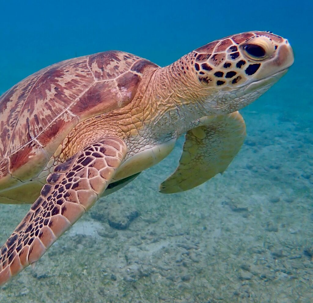 seychelles tortue